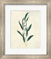 Botanical Study V Fine Art Print