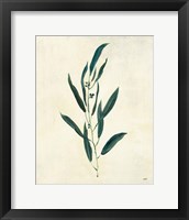 Botanical Study V Framed Print