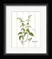 Cottage Herbs IV Framed Print