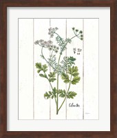 Cottage Herbs III Fine Art Print