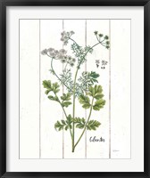 Cottage Herbs III Fine Art Print