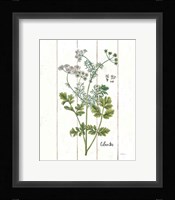 Cottage Herbs III Framed Print