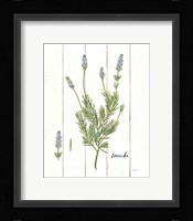 Cottage Herbs II Framed Print