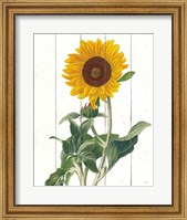 Cottage Sunflower Fine Art Print