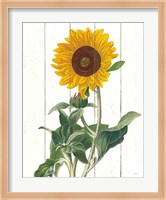 Cottage Sunflower Fine Art Print