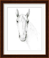Horse Sketch Fine Art Print