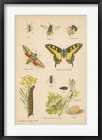 Natural History Book VI Fine Art Print