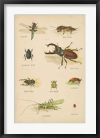 Natural History Book IV Fine Art Print