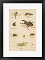 Natural History Book IV Fine Art Print