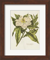 Herbal Botanical II Flower Fine Art Print