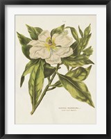 Herbal Botanical II Flower Fine Art Print