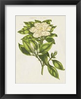 Herbal Botanical IX Flower Fine Art Print