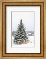 Perfect Pine Tree Fine Art Print