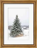 Perfect Pine Tree Fine Art Print