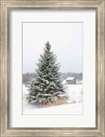 Perfect Pine Tree Fine Art Print