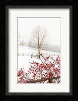 Red on White Fine Art Print