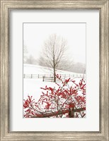 Red on White Fine Art Print