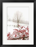 Red on White Framed Print