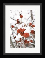 Snowcapped Fine Art Print