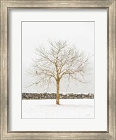 By the Stone Wall Fine Art Print