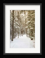 Through the Woods Fine Art Print
