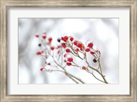Winter Berries II Fine Art Print