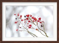 Winter Berries II Fine Art Print