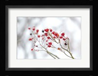Winter Berries II Fine Art Print