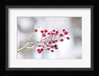 Winter Berries I Fine Art Print