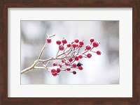 Winter Berries I Fine Art Print