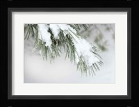 Snowy Bough Fine Art Print