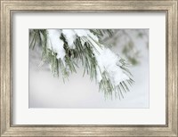 Snowy Bough Fine Art Print