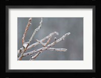Glistening Branches II Fine Art Print