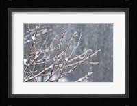 Glistening Branches I Fine Art Print