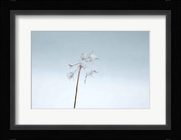 Diamonds in Winter II Fine Art Print