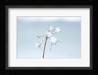 Diamonds in Winter I Fine Art Print