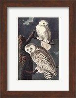 Pl 121 Snowy Owl Fine Art Print