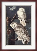 Pl 121 Snowy Owl Fine Art Print