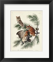 Pl 97 Little Screech Owl Fine Art Print