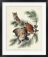 Pl 97 Little Screech Owl Fine Art Print