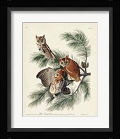Pl 97 Little Screech Owl Fine Art Print
