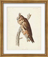 Pl 383 Long-eared Owl Fine Art Print