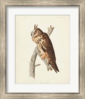 Pl 383 Long-eared Owl Fine Art Print