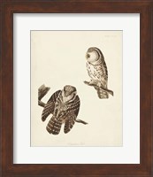 Pl 380 Tengmalm's Owl Fine Art Print