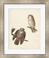 Pl 380 Tengmalm's Owl Fine Art Print