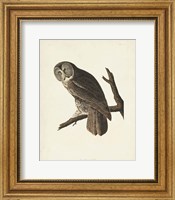 Pl 351 Great Cinereous Owl Fine Art Print
