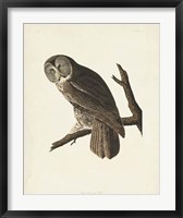 Pl 351 Great Cinereous Owl Fine Art Print