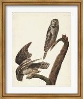 Pl 378 Hawk Owl Fine Art Print
