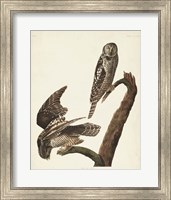 Pl 378 Hawk Owl Fine Art Print