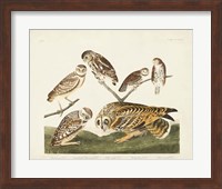 Pl 432 Burrowing Owl Fine Art Print